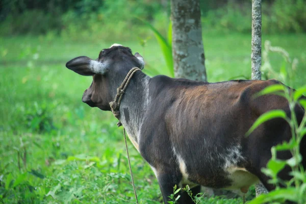 Маленькая Черная Корова Смотрит — стоковое фото