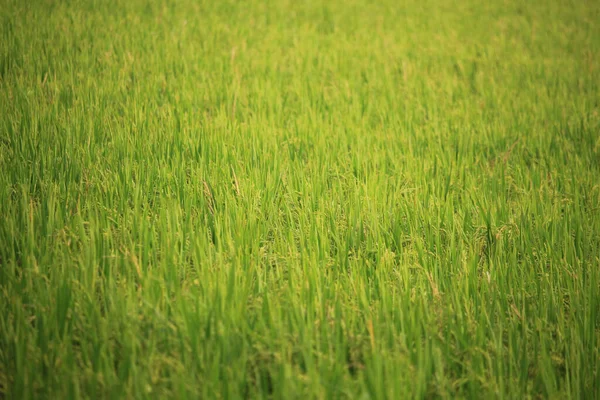 Рисовом Поле Много Красивых Рисовых Растений — стоковое фото