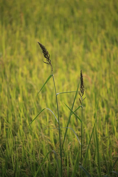 Dwa Nasiona Trawy Polu Ryżowym — Zdjęcie stockowe