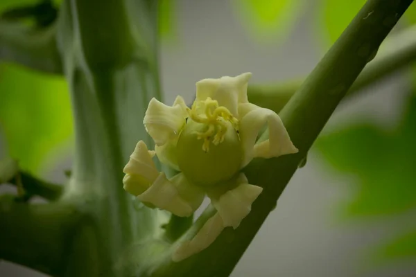 Vue Fleur Papaye Blanche Fleurissant Sur Plante Dans Jardin Bio — Photo