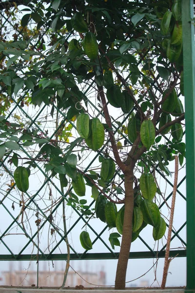 Uma Pequena Árvore Contém Muitos Belos Kamaranga — Fotografia de Stock