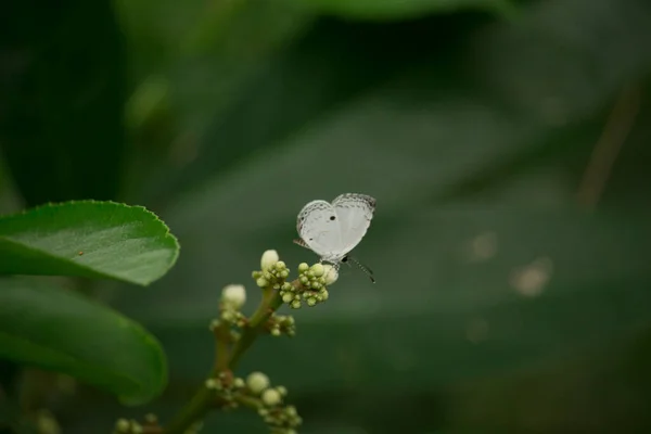 Small White Butterfly Sitting Flower — Stock Photo, Image