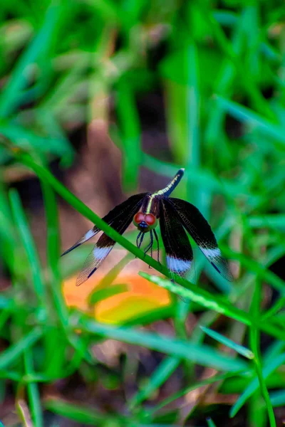 Schwarz Aussehende Grashoppe Bangladesch — Stockfoto