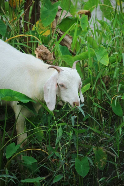 Eine Weiße Ziege Frisst Gras — Stockfoto