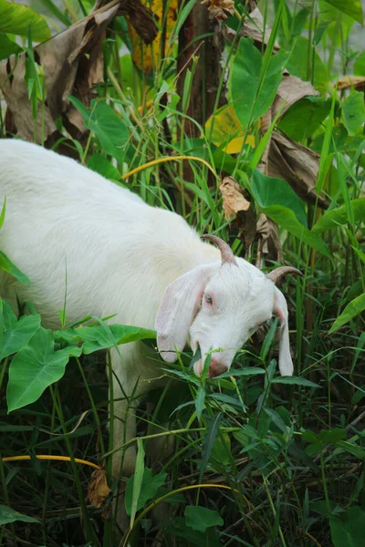 Μια Λευκή Κατσίκα Τρώει Γρασίδι — Φωτογραφία Αρχείου