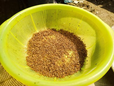  Görüntü, içi kuru fasulye dolu sarı plastik bir kap gösteriyor. Konteynırın altı yeşil..