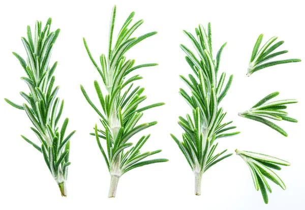 Set Green Fresh Rosemary Twigs Isolated White Background — Photo