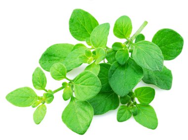 Beyaz arka planda taze kekik dalı ya da marjoram bitkisi izole edilmiş..