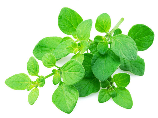 Fresh twig of oregano or marjoram herb isolated on white background.
