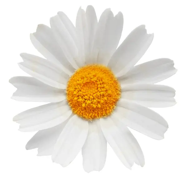 Ромашковый Цветок Белом Фоне Обрезной Путь — стоковое фото