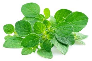 Beyaz arka planda taze kekik dalı ya da marjoram bitkisi izole edilmiş..