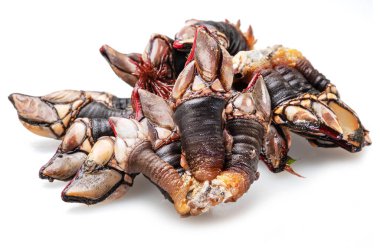 Raw goose barnacles close up isolated on white background. Delicacy food. clipart
