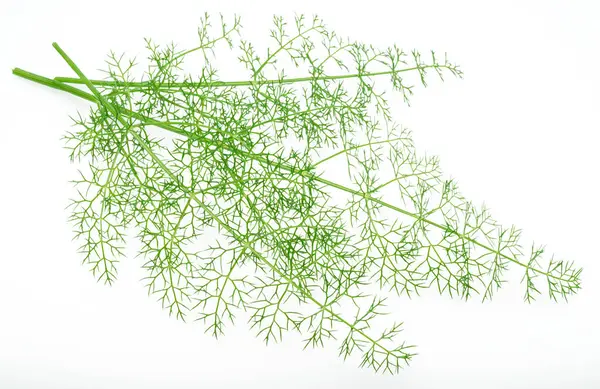Green Dill Twigs Isolated White Background — Stock Photo, Image
