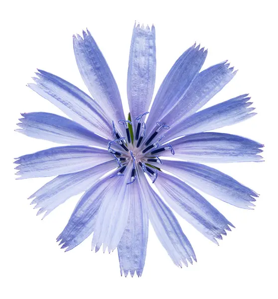 Chicory Flower White Background Full Depth Field File Contains Clipping — Stock Photo, Image