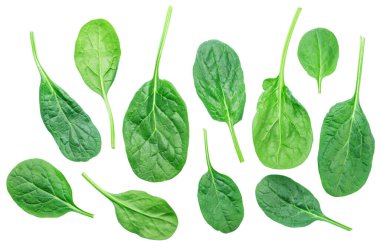 Set of green fresh spinach leaves isolated on white background. clipart