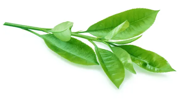 Taze Yeşil Çay Yaprakları Beyaz Arkaplanda Izole Stok Resim