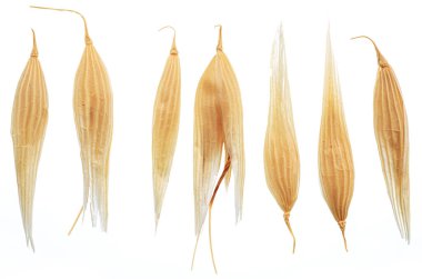 Beyaz arka planda izole edilmiş kuru yulaf çiçekleri. Makro atış. 