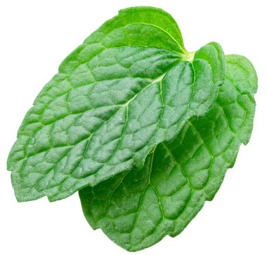 Yeşil taze nane yaprakları ya da nane yaprakları beyaz arka planda izole edilmiş. Tam alan derinliği. Dosya kırpma yolu içeriyor.