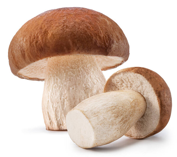 Porcini mushrooms isolated on white background. File contains clipping path.