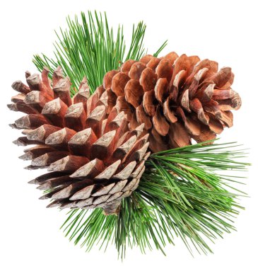 Conifer cone or fir cone with pine needles isolated on white background. clipart