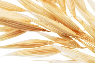 Beyaz arka planda izole edilmiş kuru yulaf çiçekleri. Makro atış. 