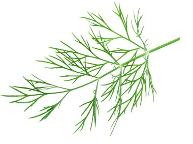 Green dill leaves isolated on white background.