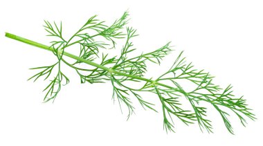 Green dill leaves isolated on white background.