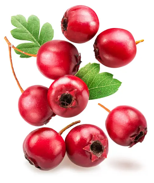 stock image Hawthorn berries with green leaves falling down on white background.