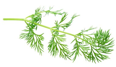 Green dill leaves isolated on white background.