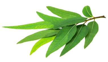 Branch of fresh green Eucalyptus leaves isolated on white background. File contains clipping path. clipart