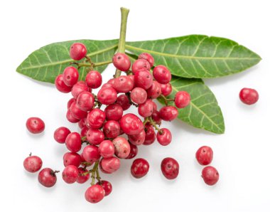 Fresh pink peppercorns on peruvian pepper tree branch isolated on white background. clipart