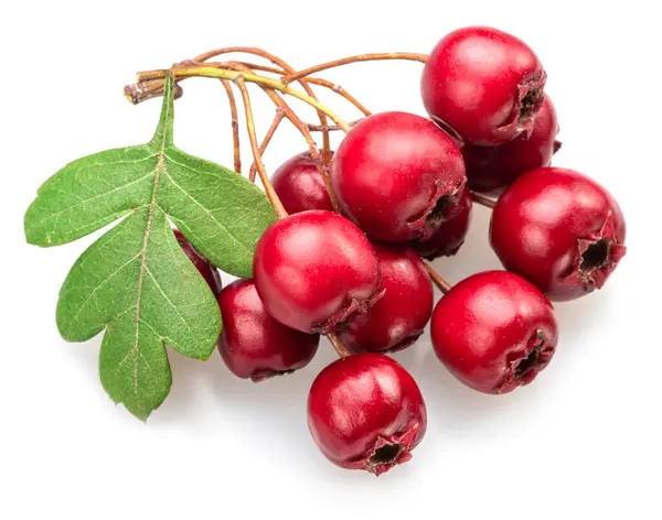 stock image Common hawthorn berries closeup on white background.ound.