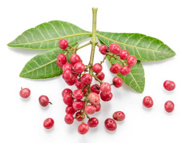 Fresh pink peppercorns on peruvian pepper tree branch isolated on white background. clipart