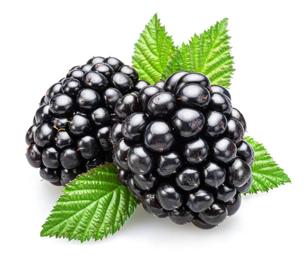 ежевика с зелеными листьями на белом фоне
.