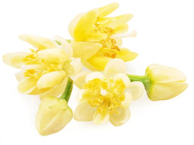 Beyaz arkaplanda bulunan ıhlamur çiçekleri.