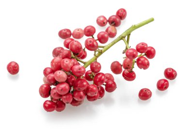 Beyaz arka planda izole edilmiş Peru biber ağacı dalında taze pembe biberler..