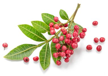Beyaz arka planda izole edilmiş Peru biber ağacı dalında taze pembe biberler..