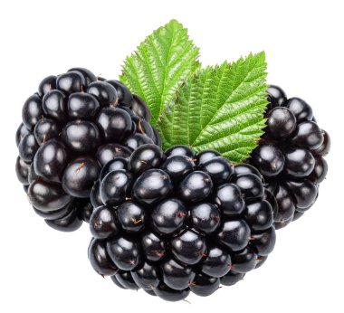 Beyaz arka planda yeşil yapraklı Blackberry. Dosya kırpma yolu içeriyor.