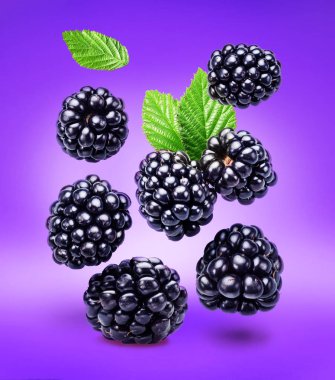 Böğürtlen ve böğürtlen yaprakları mor arka planda havada uçuyor. Dosya kırpma yolları içeriyor.