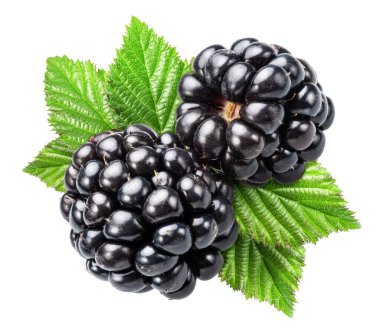 Beyaz arka planda böğürtlen ve böğürtlen yaprakları. Dosya kırpma yolları içeriyor.