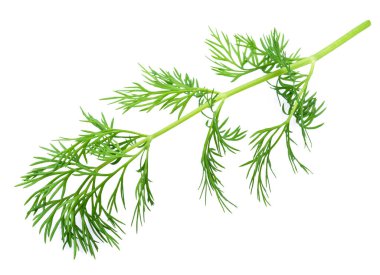Green dill leaves isolated on white background.