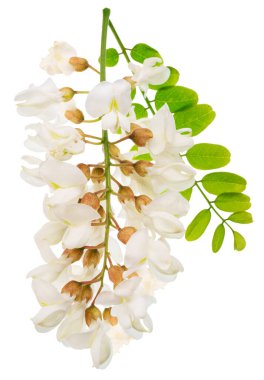 Çiçek açan akasya çiçekleri ya da beyaz arka planda sahte akasya. Dosya kırpma yolu içeriyor.