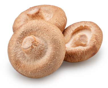 Shiitake - beyaz arka planda izole edilmiş yenilebilir Asya mantarları. Dosya kırpma yolu içeriyor.