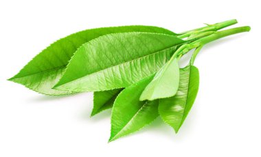 Beyaz arka planda izole edilmiş taze çay yaprakları. Yakın çekim..