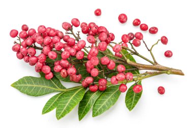 Beyaz arka planda izole edilmiş Peru biber ağacı dalında taze pembe biberler..