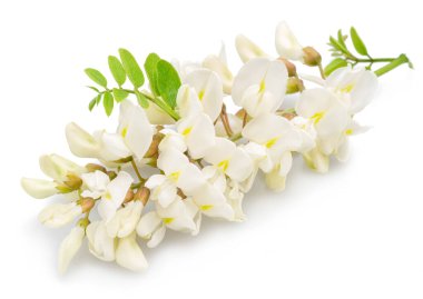 Çiçek açan akasya çiçekleri ya da beyaz arka planda sahte akasya. Dosya kırpma yolu içeriyor.