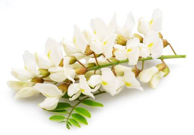 Çiçek açan akasya çiçekleri ya da beyaz arka planda sahte akasya. Dosya kırpma yolu içeriyor.