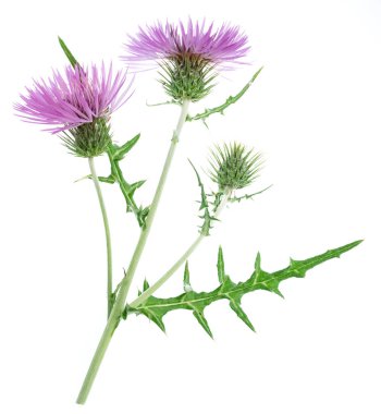 Purple milk thistle flower isolated on white background.  clipart