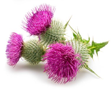 Süt devedikeni ya da Aziz Mary devedikeni çiçekleri beyaz arka planda izole edilmiş. 