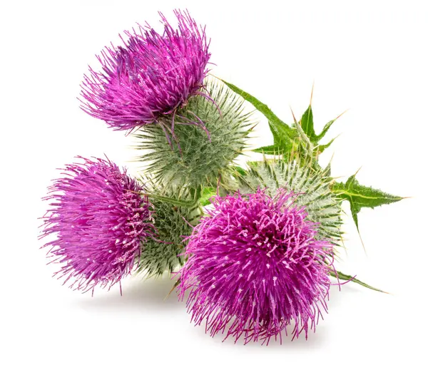 Süt devedikeni ya da Aziz Mary devedikeni çiçekleri beyaz arka planda izole edilmiş. 